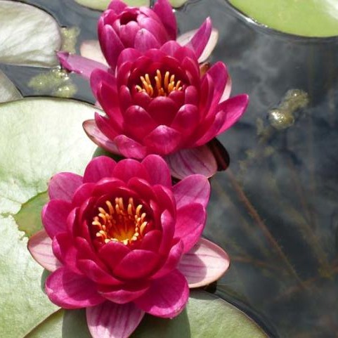 Nymphaea - Laydekeri Purpurata